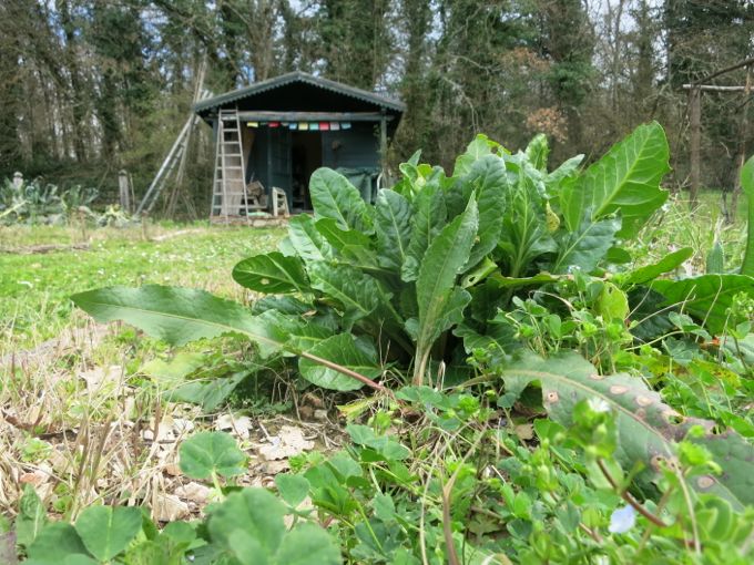 Swiss chard and bean soup, Garden