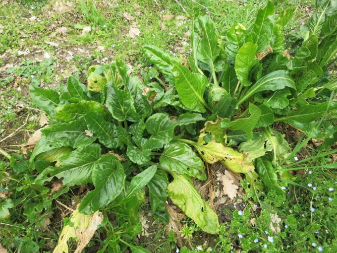 Swiss Chard