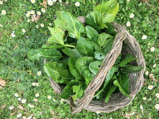 Swiss Chard