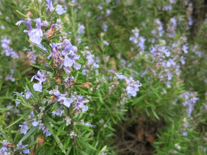 Rosemary