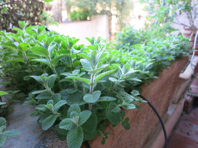 Mint for Pasta with Artichokes, peas and mint - 10