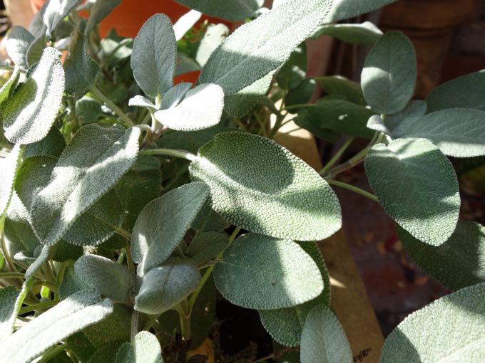 Sage