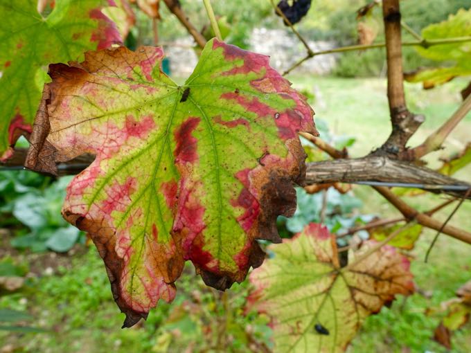 Grape Leaf, Elizabeth Minchilli