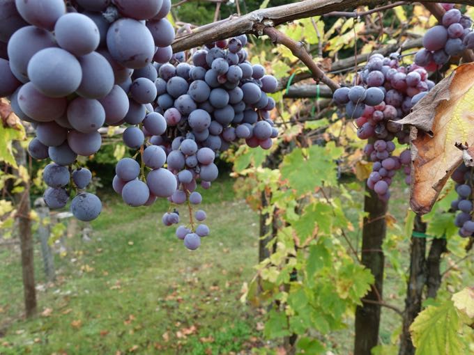 Grapes, Elizabeth Minchilli In Rome