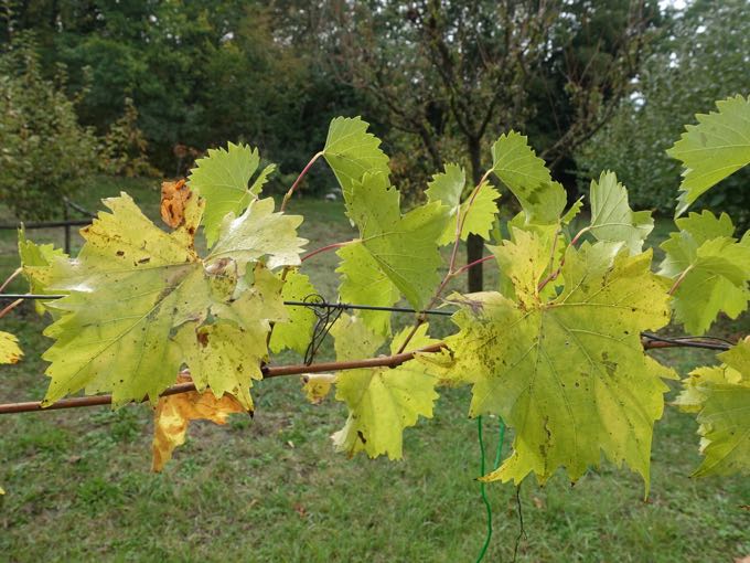 Grapes, Elizabeth Minchilli In Rome