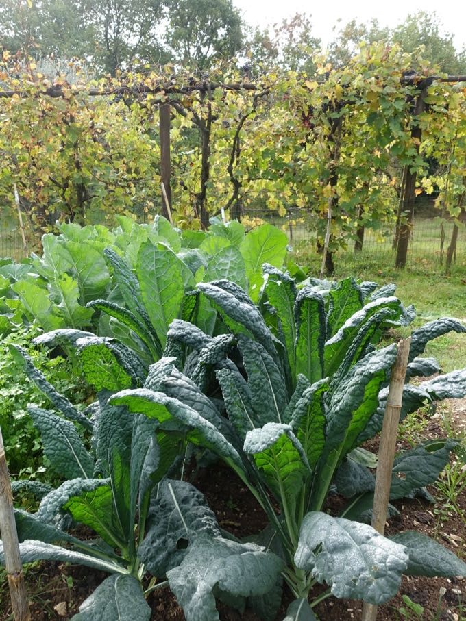 Cavolo Nero in Umbria