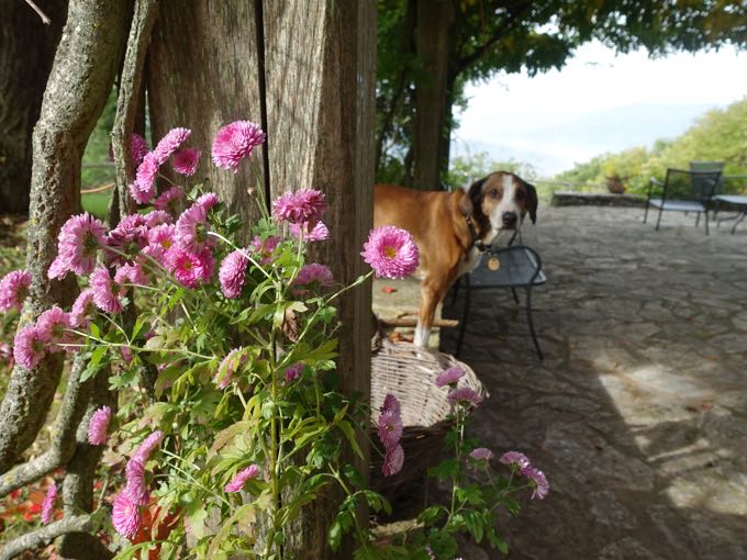 Flowers and Pico, Umbria