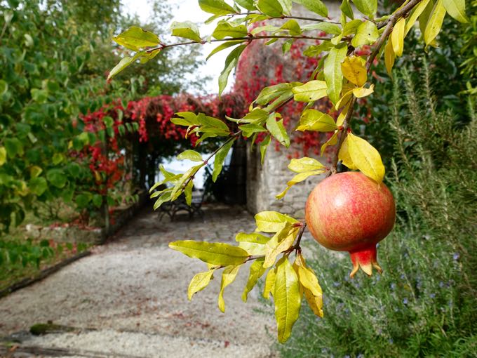 Pomegranate Elizabeth Minchilli