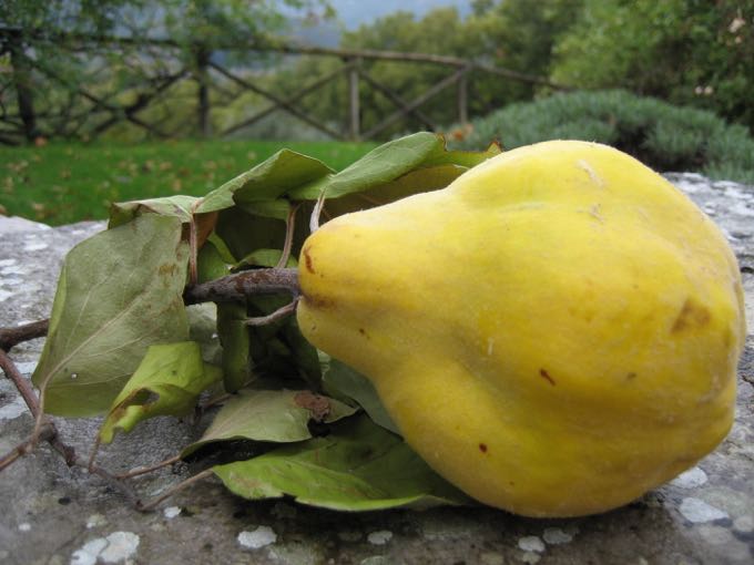 Quince, Elizabeth Minchilli