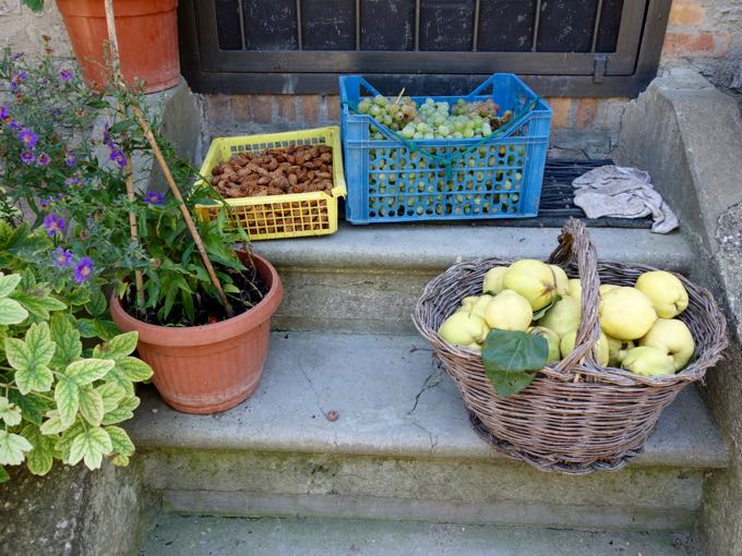 Quince, Elizabeth Minchilli