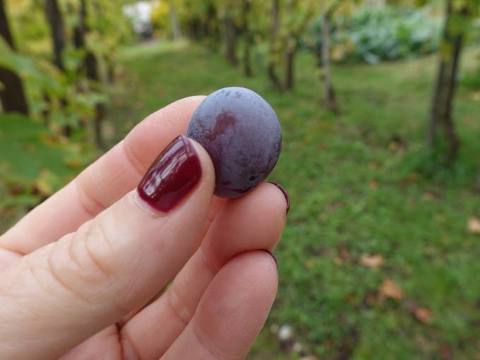 Grapes, Elizabeth Minchilli In Rome