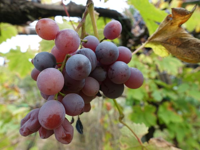 Grapes, Elizabeth Minchilli In Rome