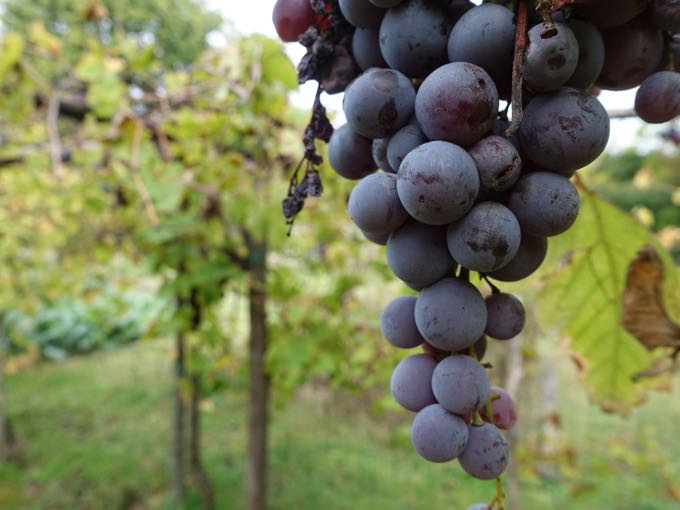 Grapes, Elizabeth Minchilli In Rome