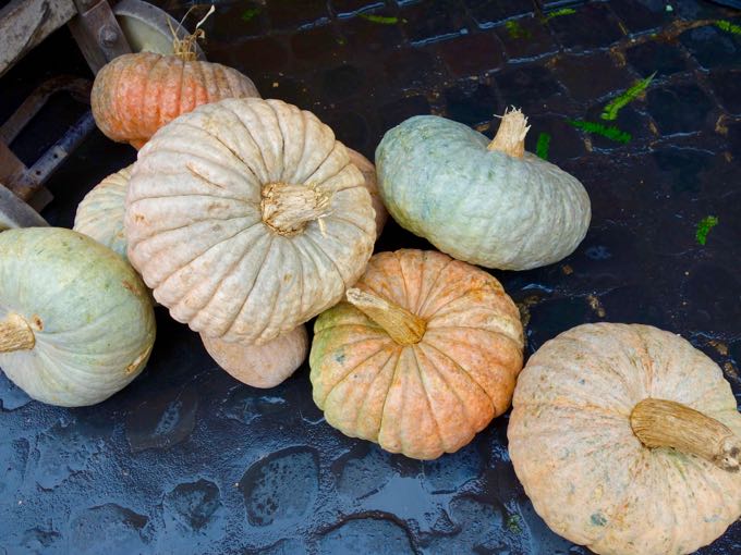 Pumpkins at Campo dei Fiori Elizabeth Minchilli - 1 (1)