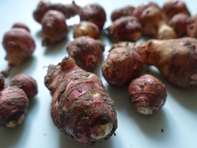 Jerusalem Artichokes Elizabeth Minchilli 