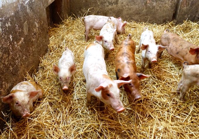 Pigs, Angelucci Agriturismo, Umbria Elizabeth Minchilli Agriturismo, Umbria