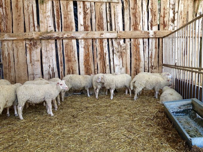 Sheep, Angelucci Agriturismo, Umbria Elizabeth Minchilli