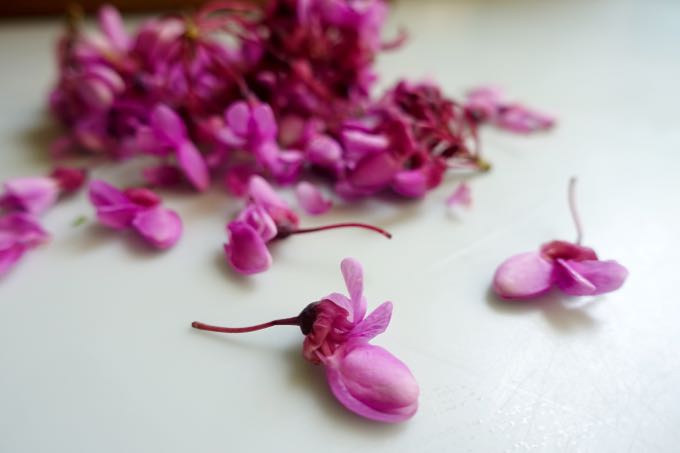 Redbud Blossoms Elizabeth MInchilli