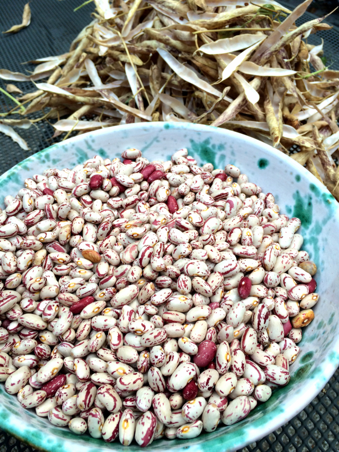 Borlotti Beans Elizabeth Minchilli