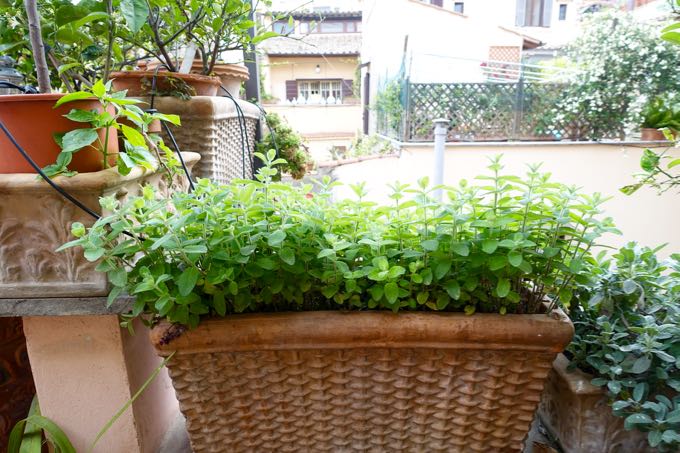Mint Elizabeth MInchilli