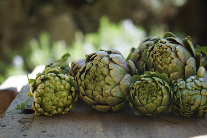 Artichokes