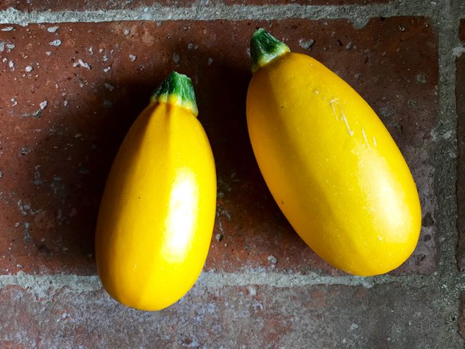 yellow zucchini