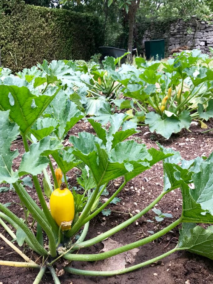 yellow zucchini