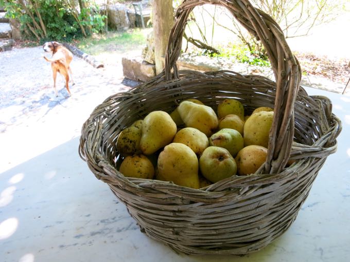 Pears, Elizabeth Minchilli