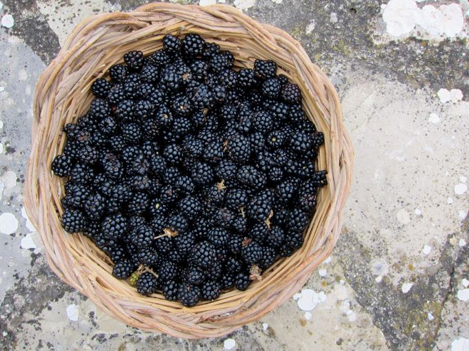 Blackberries - 1