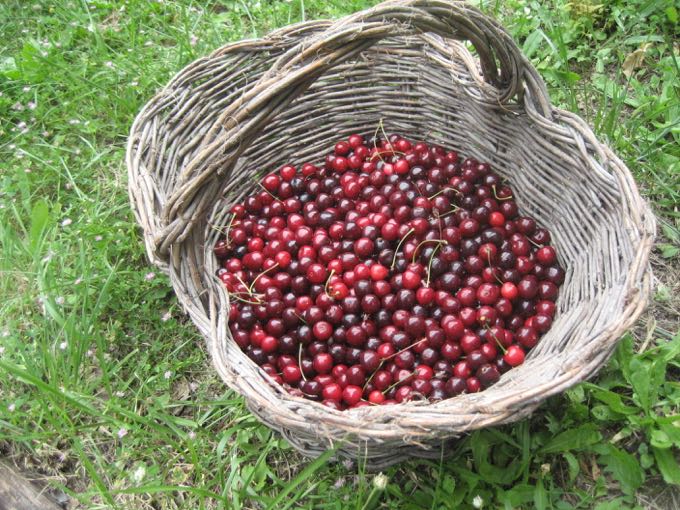 Cherries in Basket - 1